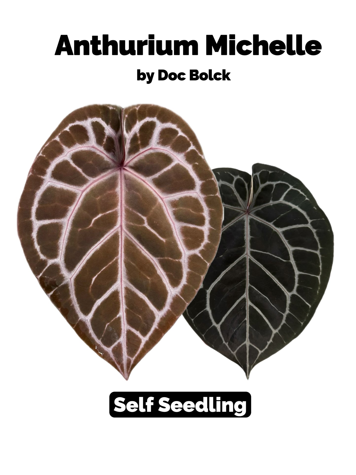 Anthurium Michelle Self Seeds