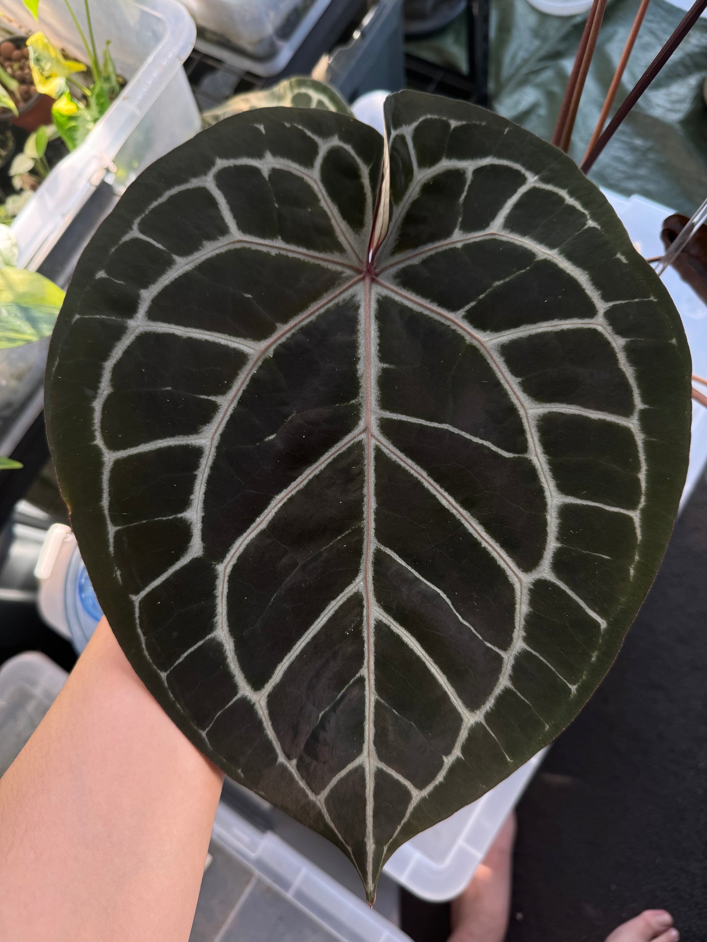 Anthurium Michelle Self Seeds