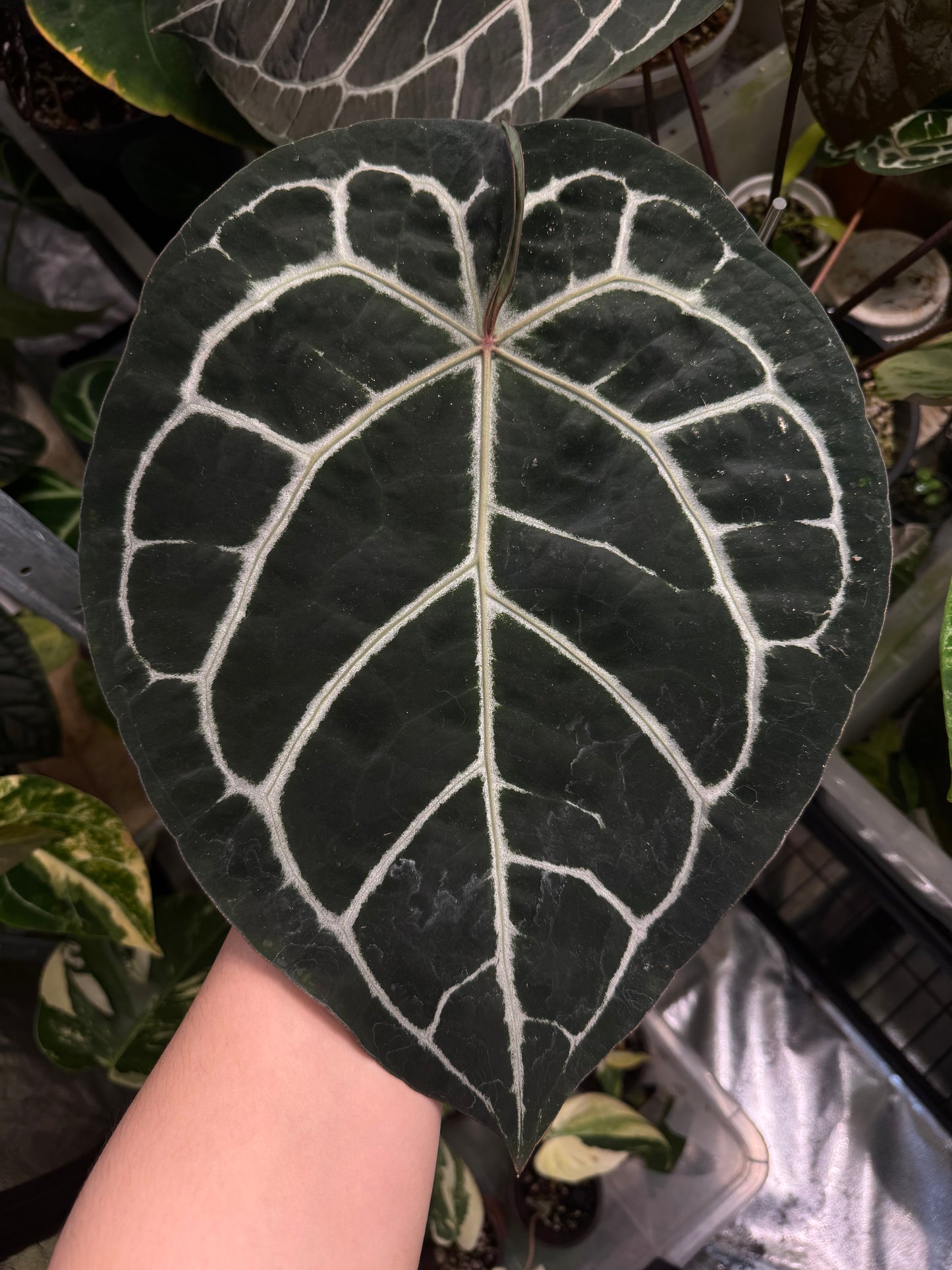 Anthurium Michelle Self Seeds