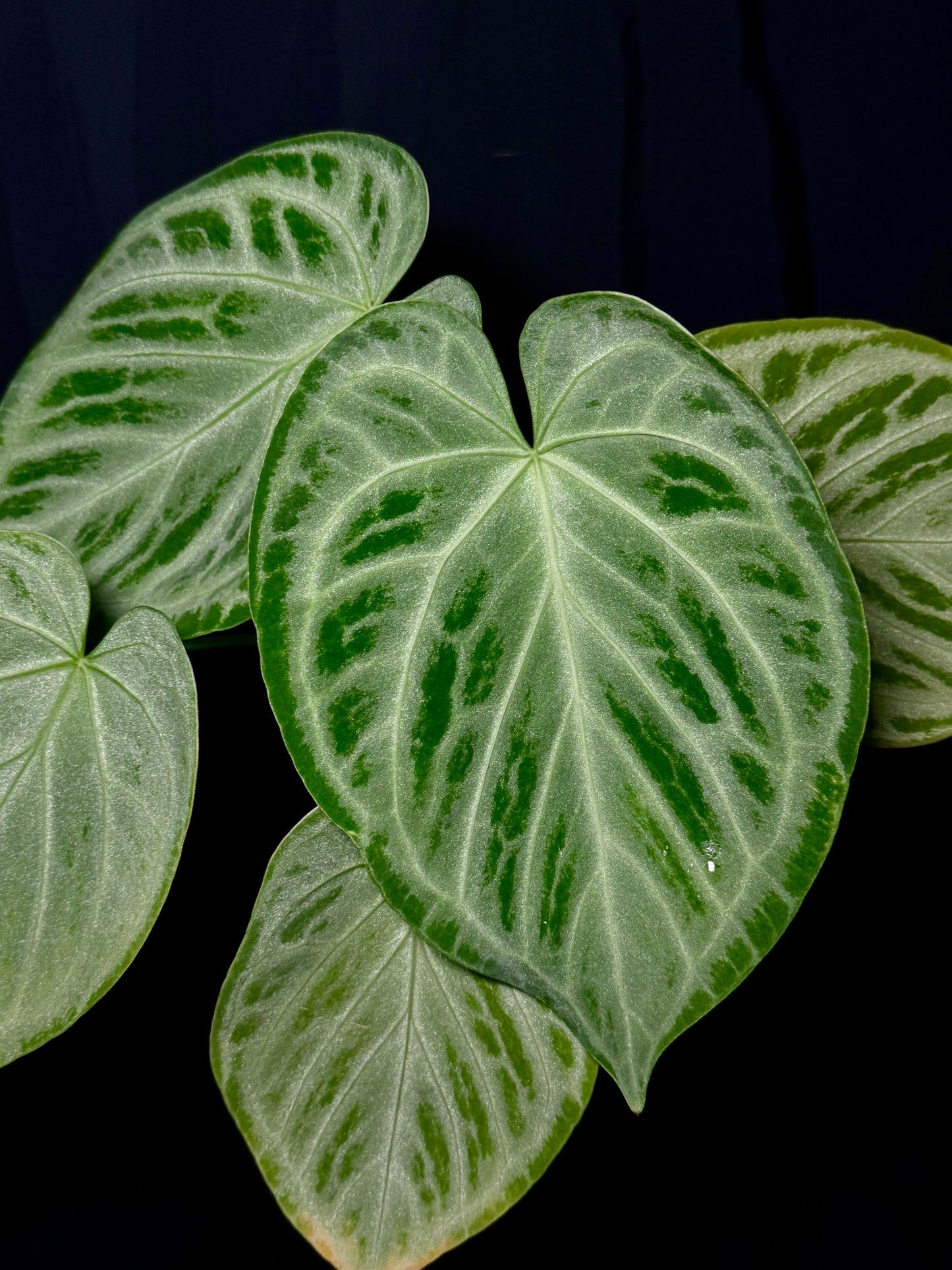 Anthurium Silver Blush - Mother Plant Size