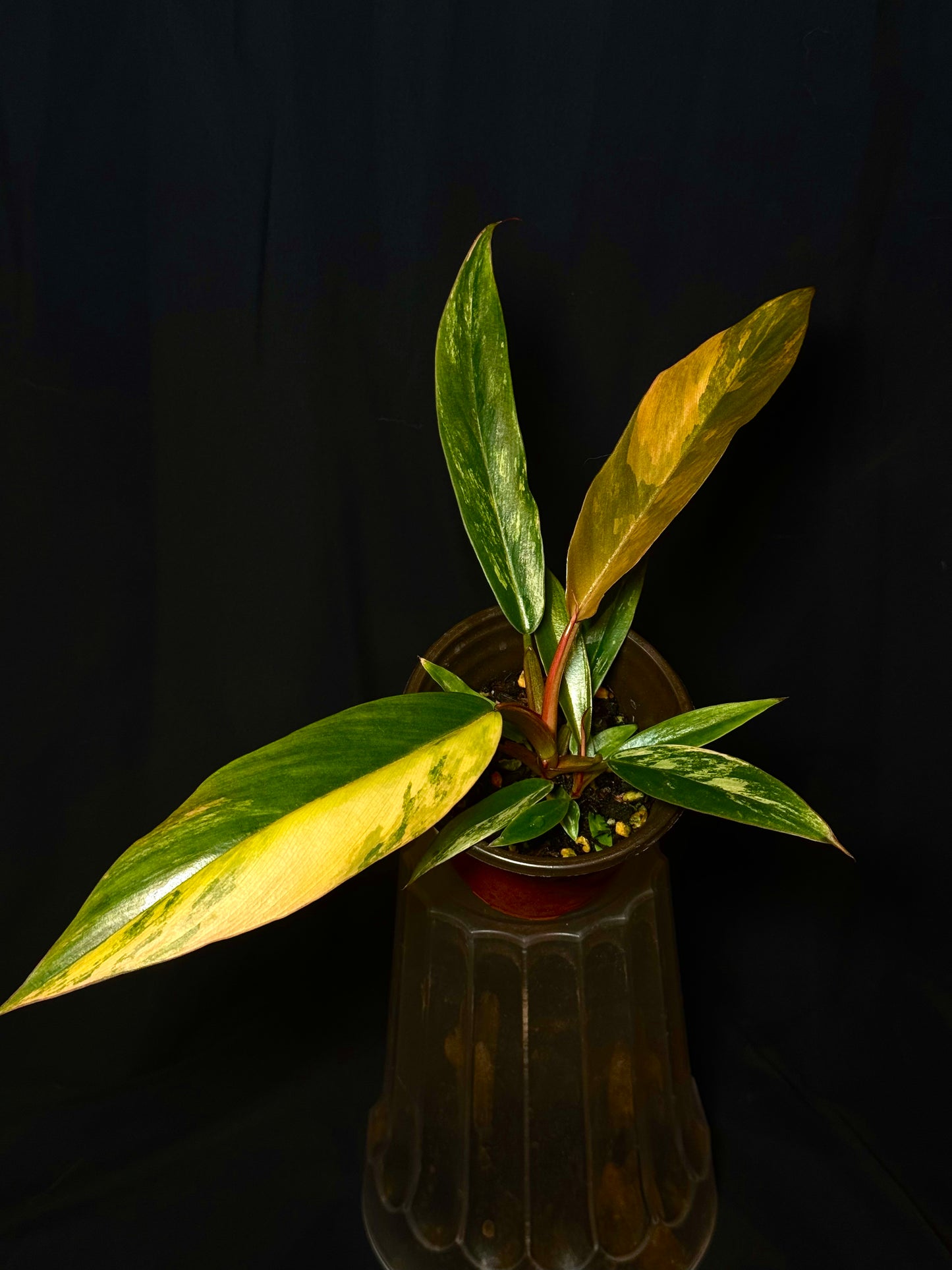 Philodendron Caramel Marble Variegated - Established Plant