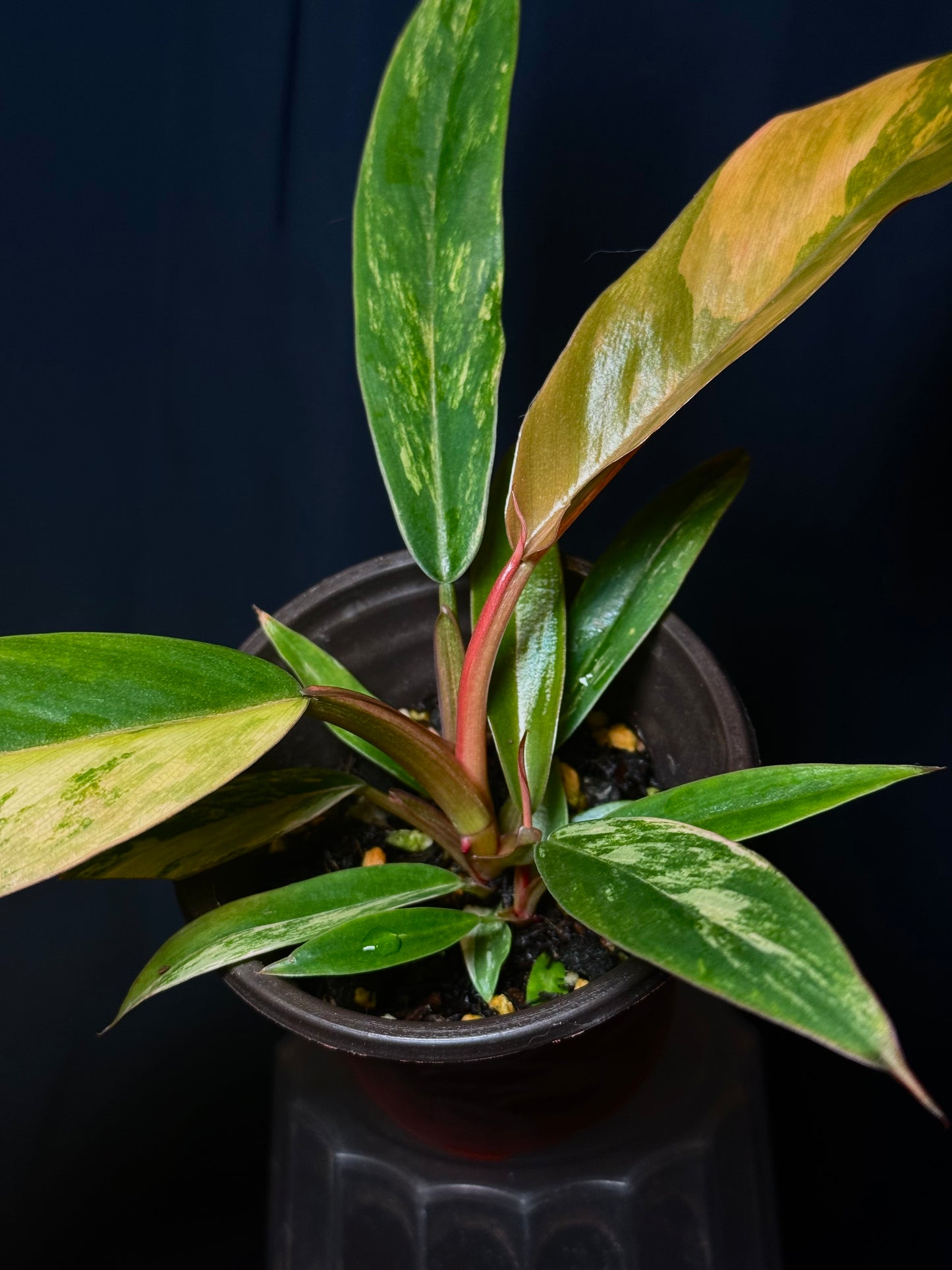 Philodendron Caramel Marble Variegated - Established Plant