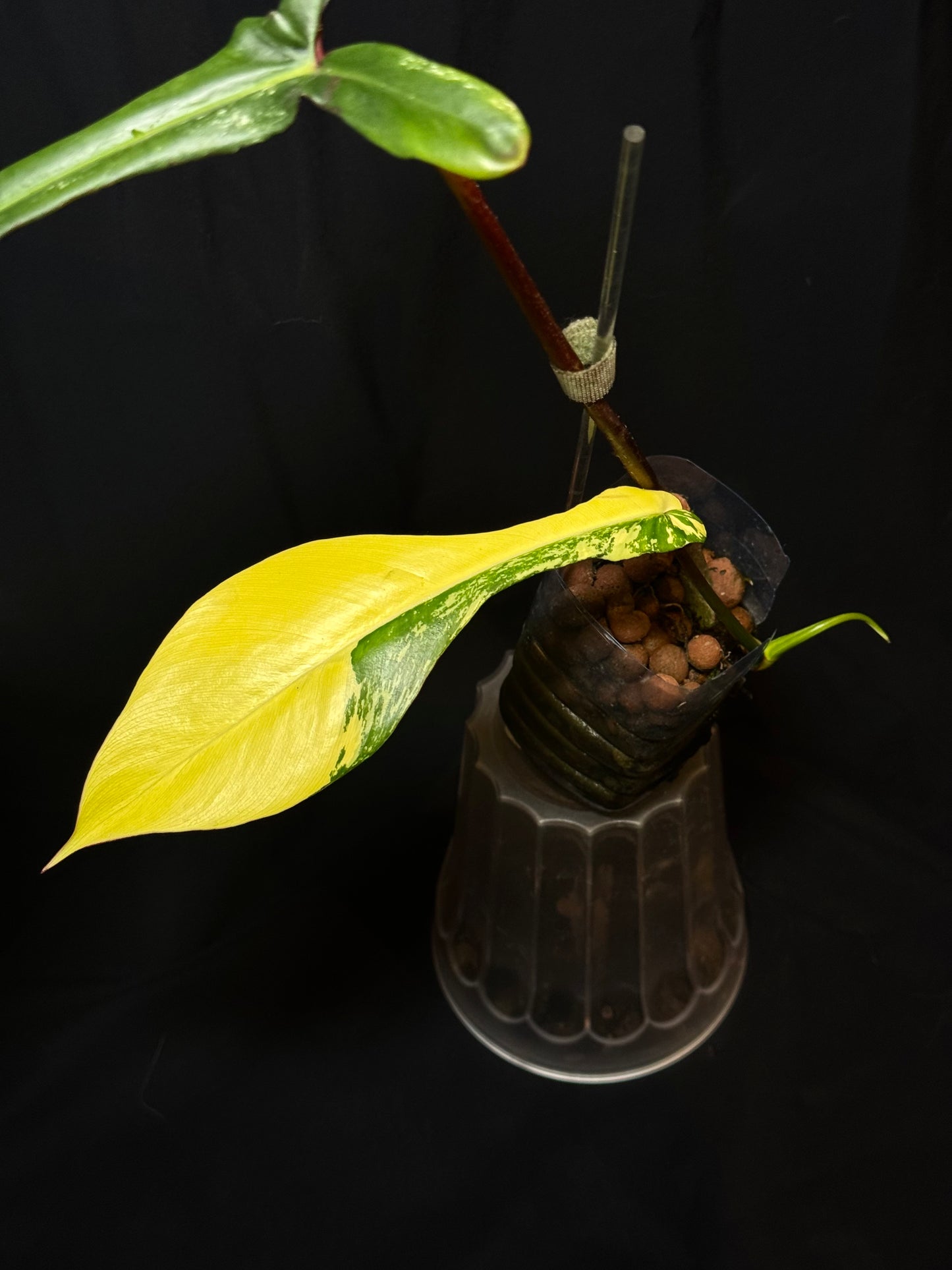 Philodendron Joepii Variegated – Rare Collector’s Plant 🌿✨