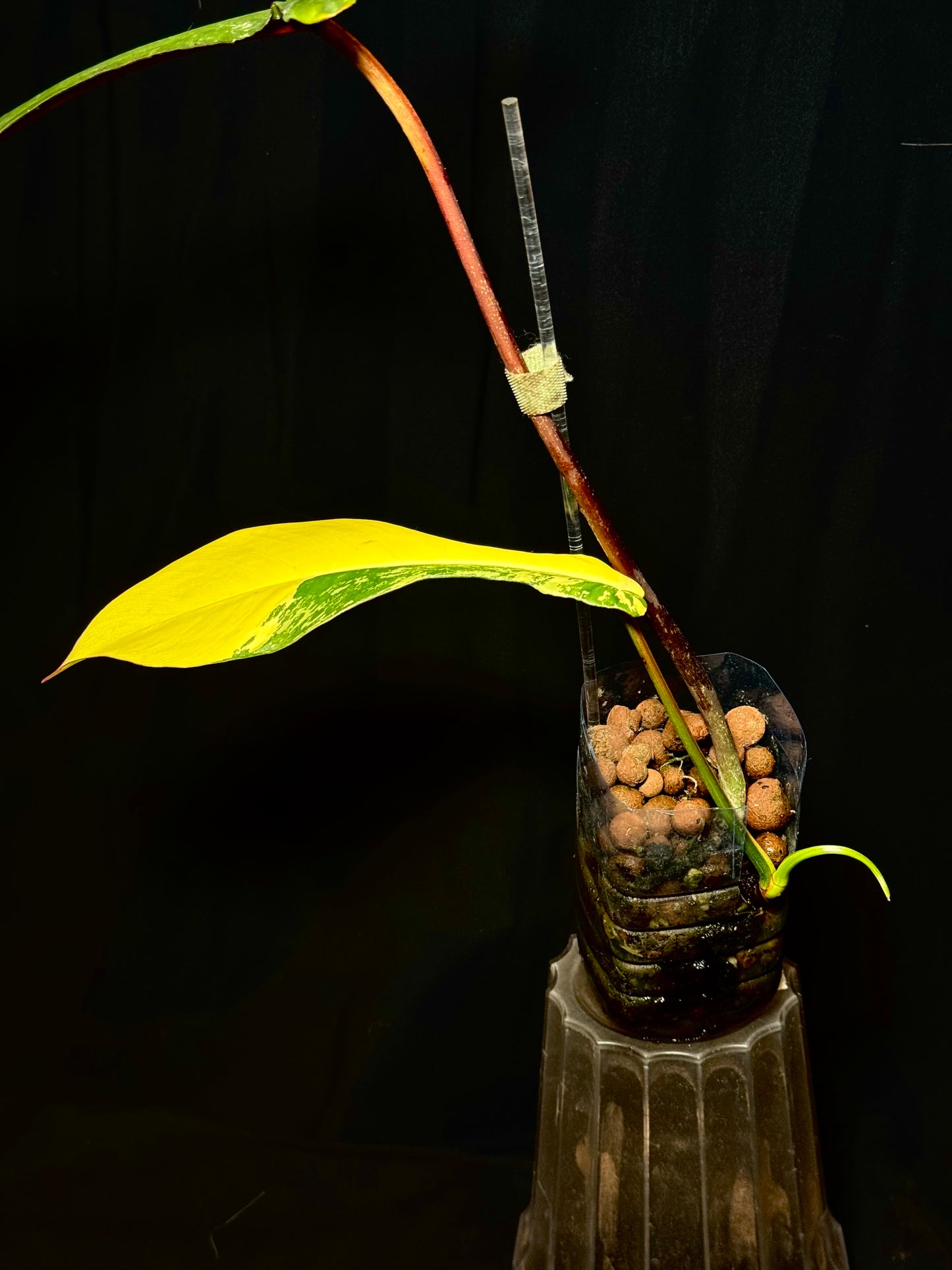 Philodendron Joepii Variegated – Rare Collector’s Plant 🌿✨