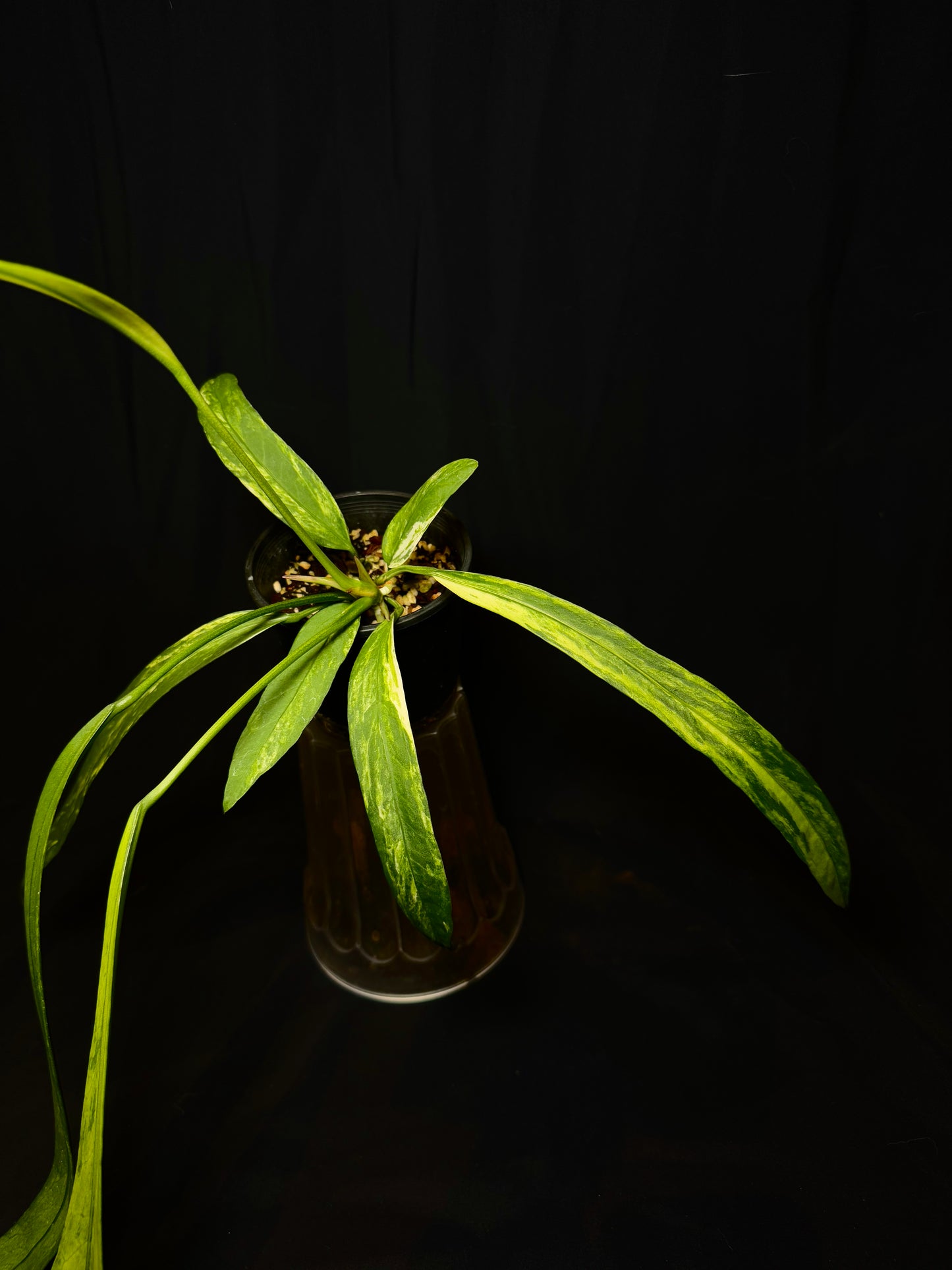 Anthurium Vittarifolium Variegated – Rare Hanging Anthurium 🌿✨