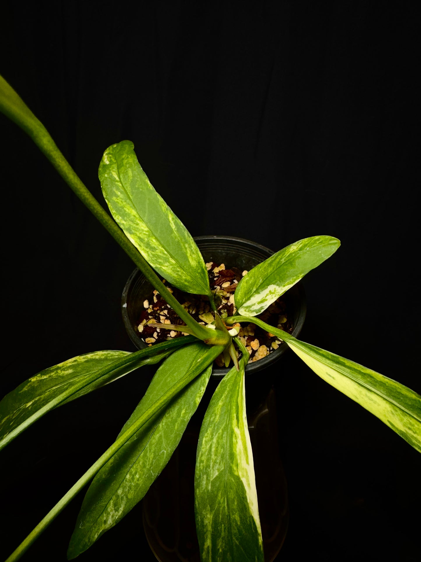 Anthurium Vittarifolium Variegated – Rare Hanging Anthurium 🌿✨