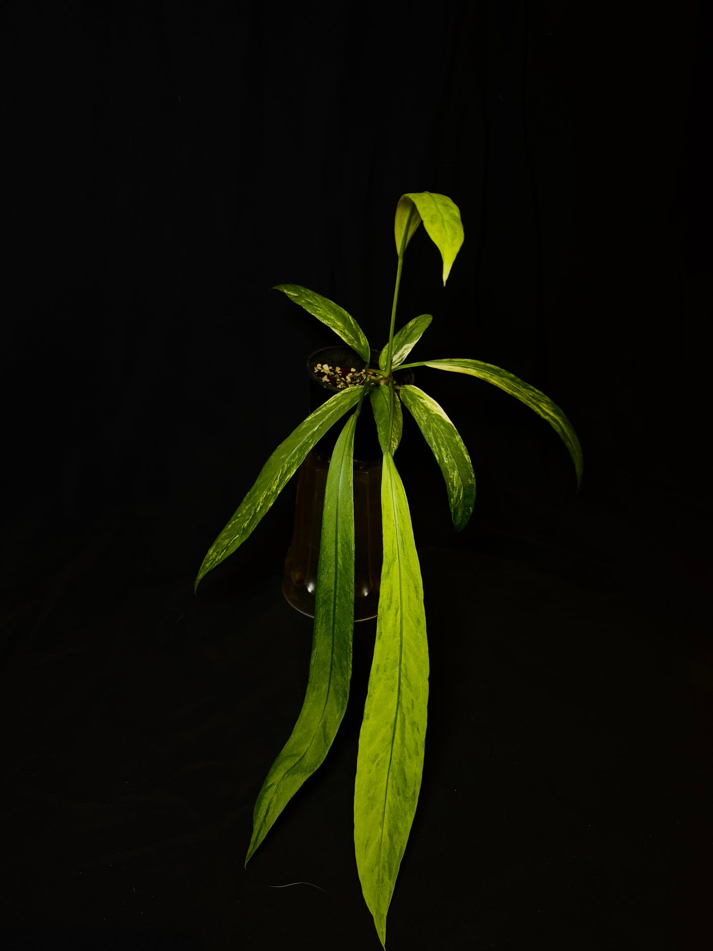 Anthurium Vittarifolium Variegated – Rare Hanging Anthurium 🌿✨