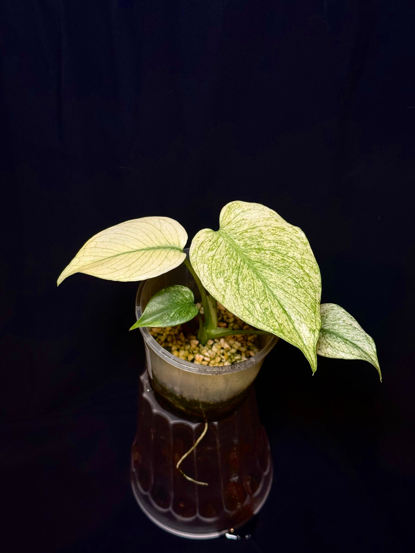 Monstera Deliciosa Mint Variegated – Rare & Unique Collector’s Plant 🌿✨
