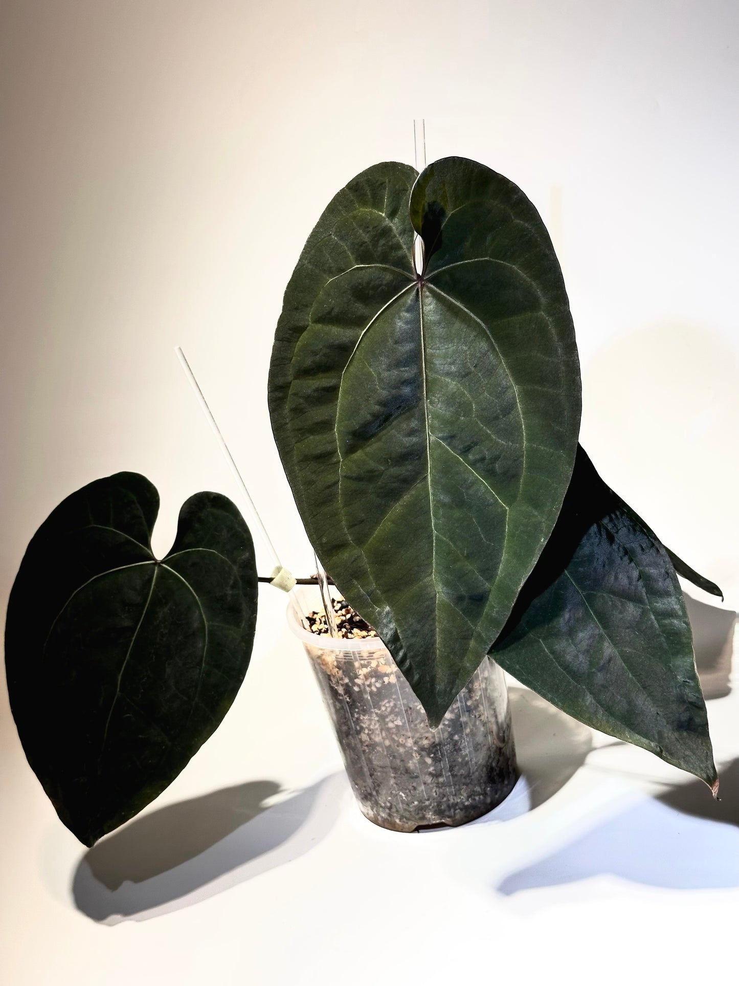 Anthurium Ace of Spades – ♠️ Dark Form ♠️ - Rare & Exotic Collector’s Aroid 🌿✨