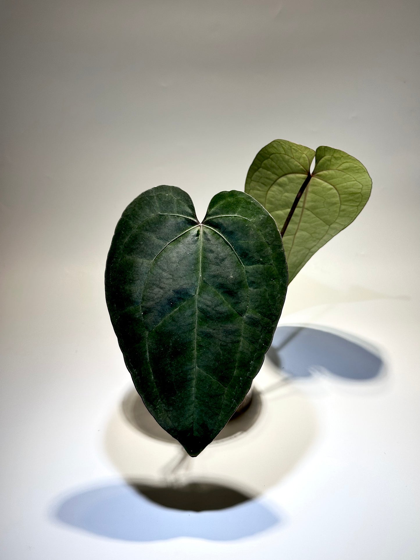 Anthurium Ace of Spades – ♠️ Dark Form ♠️ - Rare & Exotic Collector’s Aroid 🌿✨