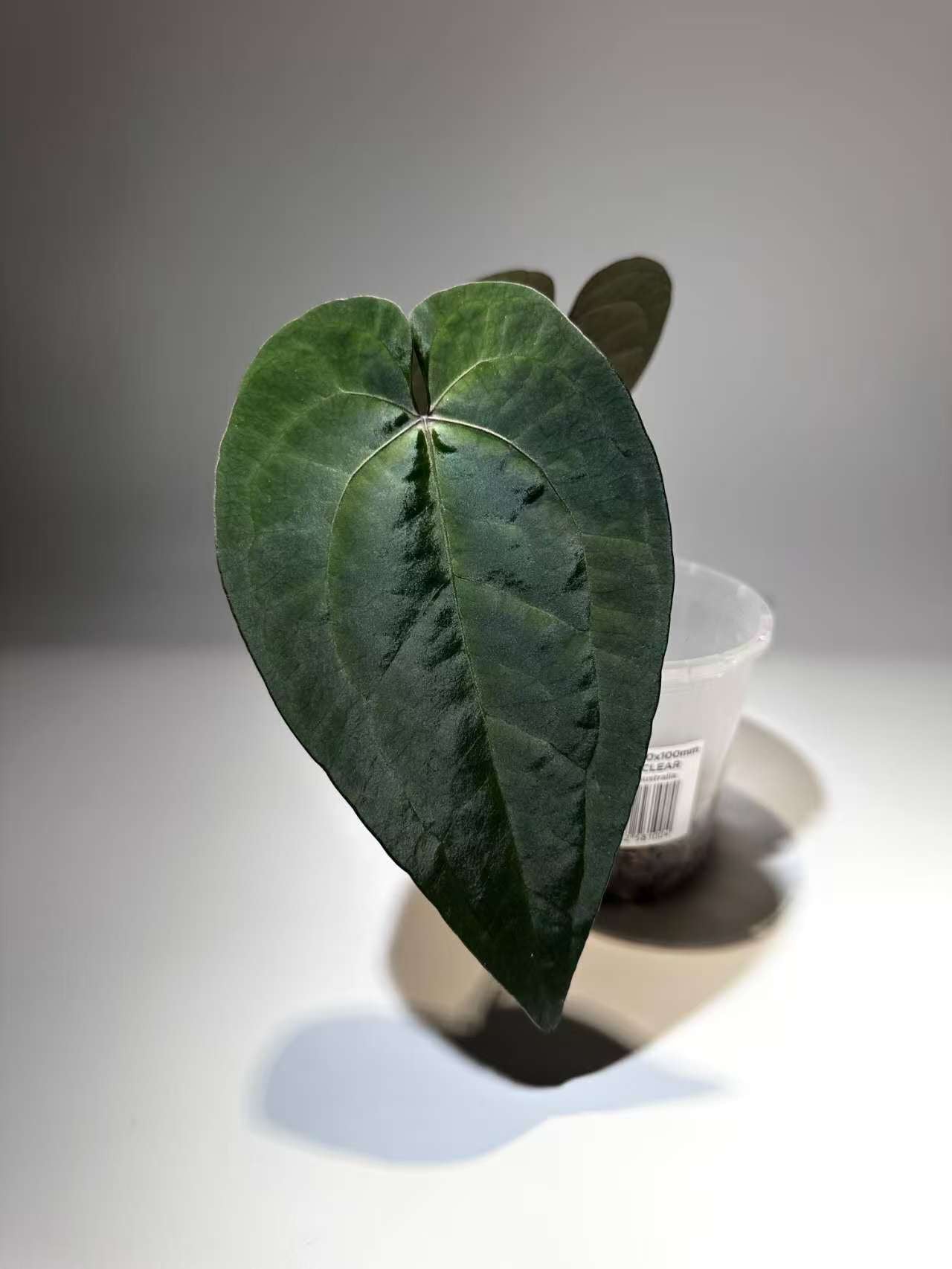 Anthurium Ace of Spades – ♠️ Dark Form ♠️ - Rare & Exotic Collector’s Aroid 🌿✨