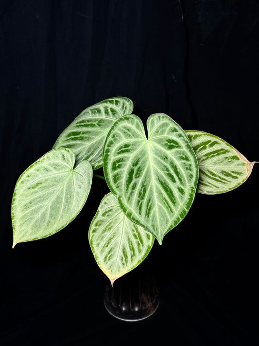 Anthurium Silver Blush - Mother Plant Size
