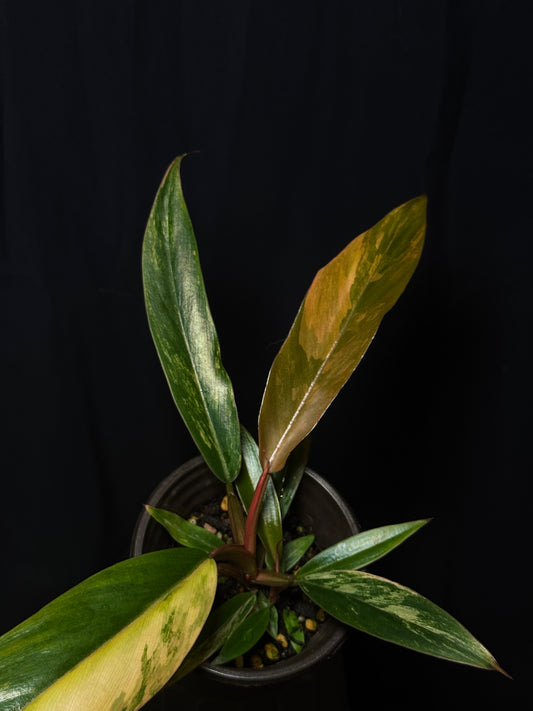 Philodendron Caramel Marble Variegated - Established Plant