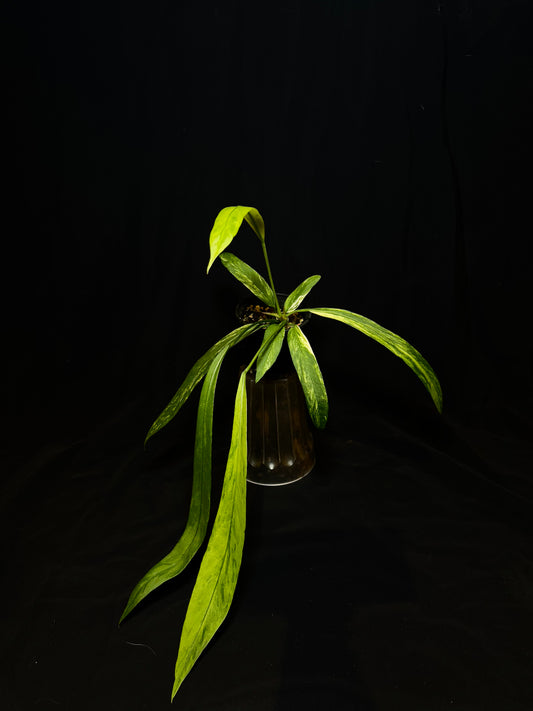 Anthurium Vittarifolium Variegated – Rare Hanging Anthurium 🌿✨