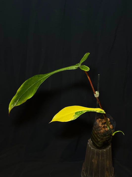 Philodendron Joepii Variegated – Rare Collector’s Plant 🌿✨