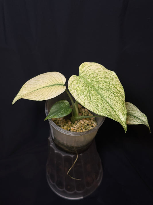 Monstera Deliciosa Mint Variegated – Rare & Unique Collector’s Plant 🌿✨