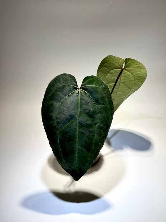 Anthurium Ace of Spades – ♠️ Dark Form ♠️ -  Rare & Exotic Collector’s Aroid 🌿✨